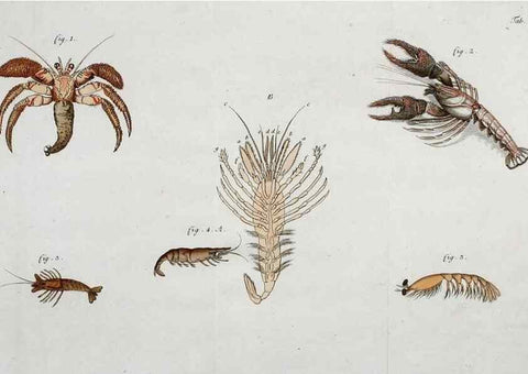 Reproducción/Reproduction 49534627702: Versuch einer Naturgeschichte der Krabben und Krebse :. Berlin ;Bei Gottlieb August Lange,1782-1804.. 