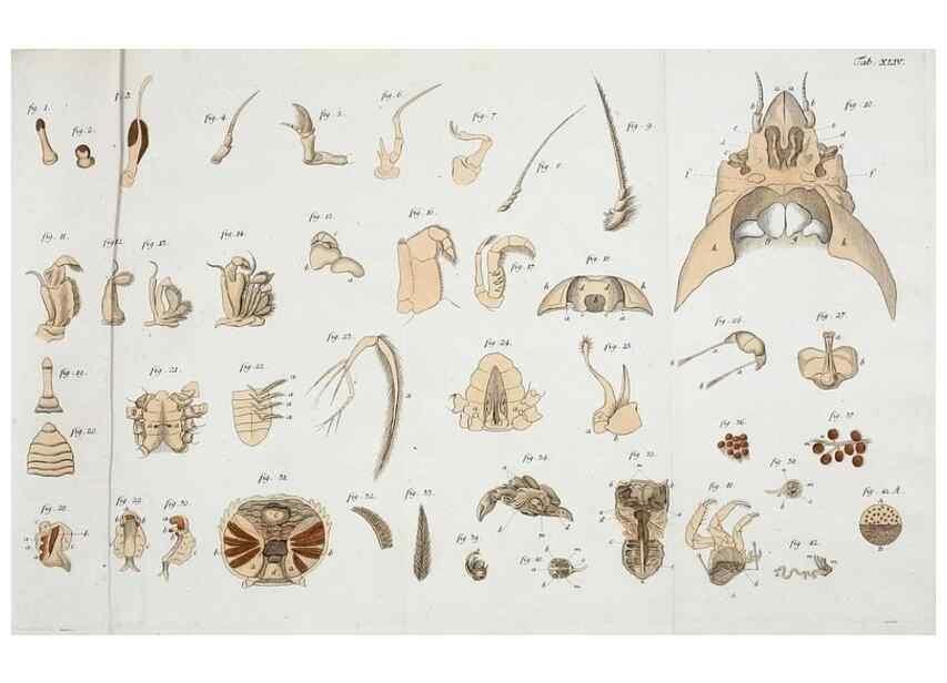 Reproducción/Reproduction 49534399311: Versuch einer Naturgeschichte der Krabben und Krebse :. Berlin ;Bei Gottlieb August Lange,1782-1804.. 