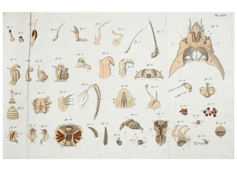 Reproducción/Reproduction 49534399311: Versuch einer Naturgeschichte der Krabben und Krebse :. Berlin ;Bei Gottlieb August Lange,1782-1804.. 
