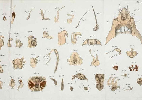 Reproducción/Reproduction 49534399311: Versuch einer Naturgeschichte der Krabben und Krebse :. Berlin ;Bei Gottlieb August Lange,1782-1804.. 
