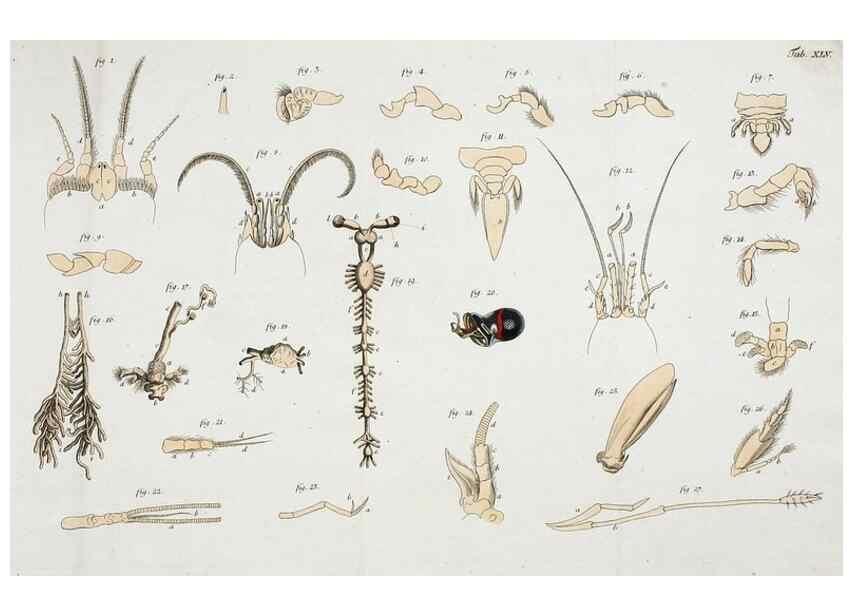 Reproducción/Reproduction 49534628212: Versuch einer Naturgeschichte der Krabben und Krebse :. Berlin ;Bei Gottlieb August Lange,1782-1804.. 