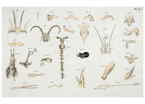 Reproducción/Reproduction 49534628212: Versuch einer Naturgeschichte der Krabben und Krebse :. Berlin ;Bei Gottlieb August Lange,1782-1804.. 