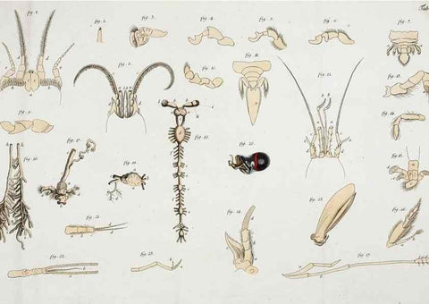 Reproducción/Reproduction 49534628212: Versuch einer Naturgeschichte der Krabben und Krebse :. Berlin ;Bei Gottlieb August Lange,1782-1804.. 