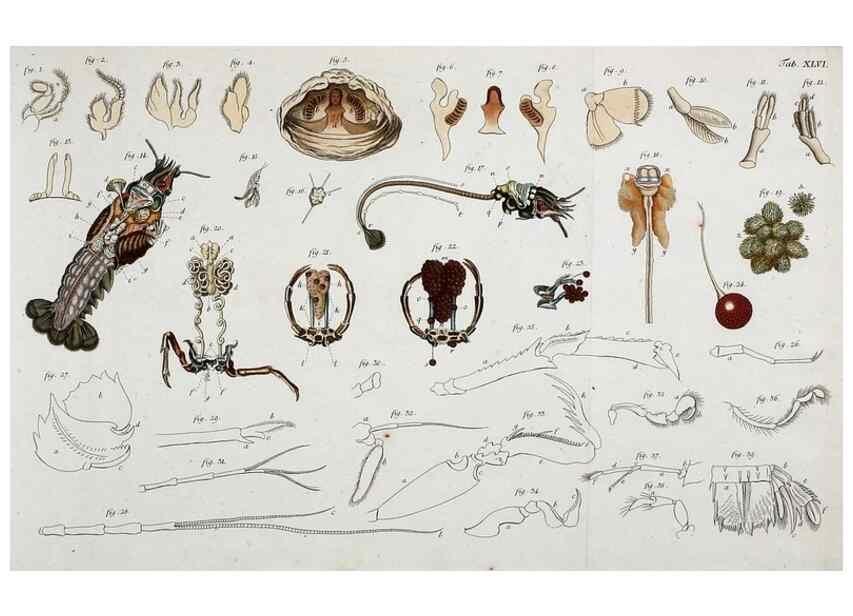 Reproducción/Reproduction 49533905188: Versuch einer Naturgeschichte der Krabben und Krebse :. Berlin ;Bei Gottlieb August Lange,1782-1804.. 