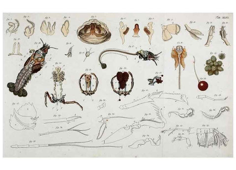 Reproducción/Reproduction 49533905188: Versuch einer Naturgeschichte der Krabben und Krebse :. Berlin ;Bei Gottlieb August Lange,1782-1804.. 