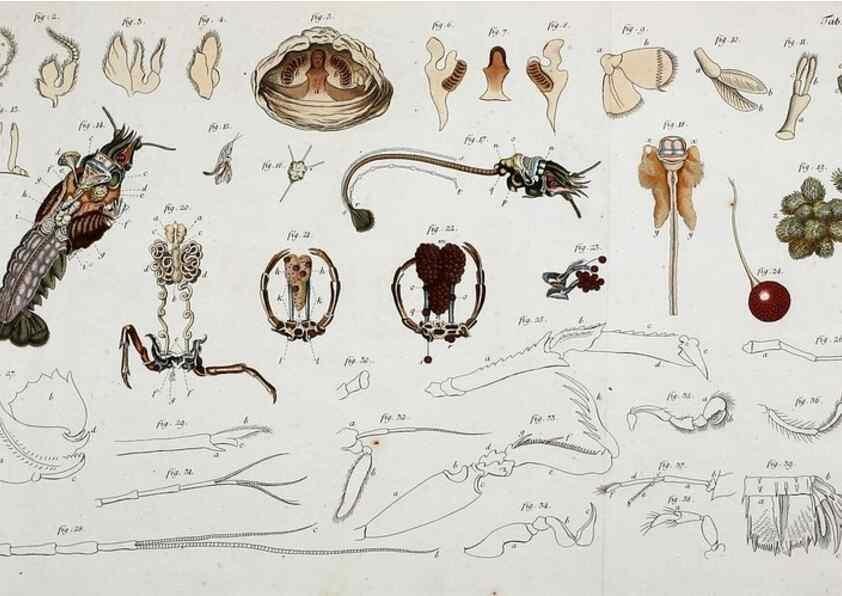 Reproducción/Reproduction 49533905188: Versuch einer Naturgeschichte der Krabben und Krebse :. Berlin ;Bei Gottlieb August Lange,1782-1804.. 