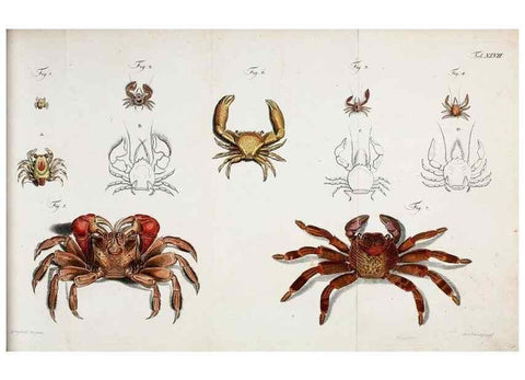 Reproducción/Reproduction 49534850831: Versuch einer Naturgeschichte der Krabben und Krebse :. Berlin ;Bei Gottlieb August Lange,1782-1804.. 