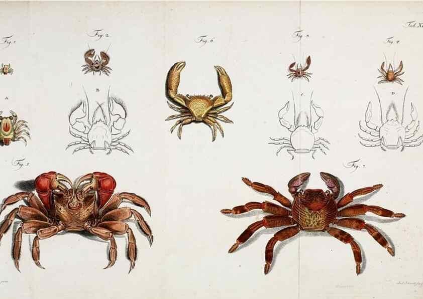 Reproducción/Reproduction 49534850831: Versuch einer Naturgeschichte der Krabben und Krebse :. Berlin ;Bei Gottlieb August Lange,1782-1804.. 