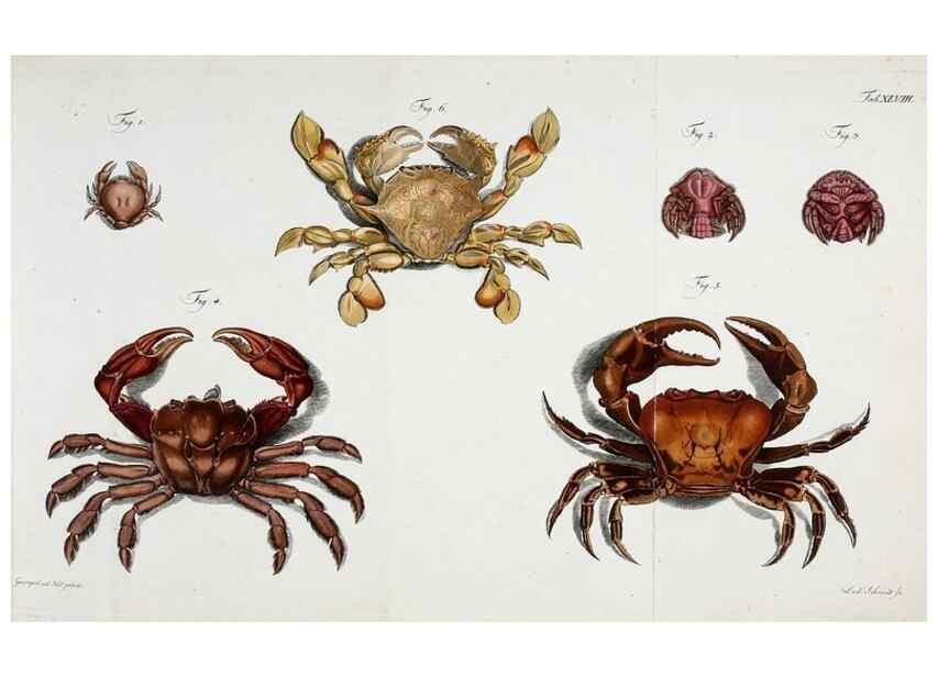 Reproducción/Reproduction 49535078352: Versuch einer Naturgeschichte der Krabben und Krebse :. Berlin ;Bei Gottlieb August Lange,1782-1804.. 