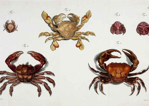 Reproducción/Reproduction 49535078352: Versuch einer Naturgeschichte der Krabben und Krebse :. Berlin ;Bei Gottlieb August Lange,1782-1804.. 