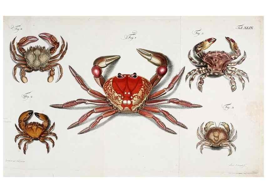 Reproducción/Reproduction 49534851231: Versuch einer Naturgeschichte der Krabben und Krebse :. Berlin ;Bei Gottlieb August Lange,1782-1804.. 