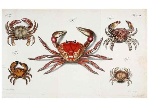 Reproducción/Reproduction 49534851231: Versuch einer Naturgeschichte der Krabben und Krebse :. Berlin ;Bei Gottlieb August Lange,1782-1804.. 