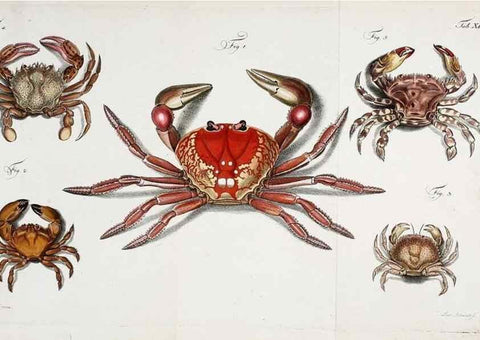 Reproducción/Reproduction 49534851231: Versuch einer Naturgeschichte der Krabben und Krebse :. Berlin ;Bei Gottlieb August Lange,1782-1804.. 