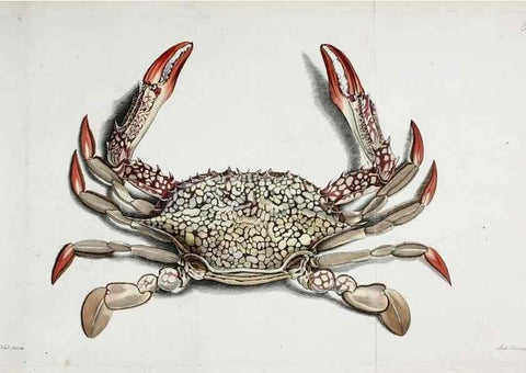 Reproducción/Reproduction 49535078792: Versuch einer Naturgeschichte der Krabben und Krebse :. Berlin ;Bei Gottlieb August Lange,1782-1804.. 