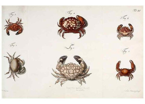 Reproducción/Reproduction 49534851656: Versuch einer Naturgeschichte der Krabben und Krebse :. Berlin ;Bei Gottlieb August Lange,1782-1804.. 