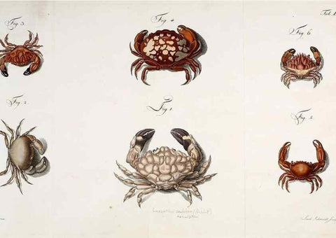 Reproducción/Reproduction 49534851656: Versuch einer Naturgeschichte der Krabben und Krebse :. Berlin ;Bei Gottlieb August Lange,1782-1804.. 