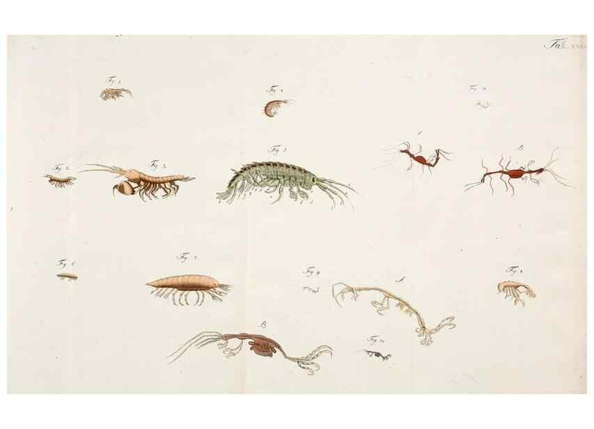 Reproducción/Reproduction 49534397236: Versuch einer Naturgeschichte der Krabben und Krebse :. Berlin ;Bei Gottlieb August Lange,1782-1804.. 