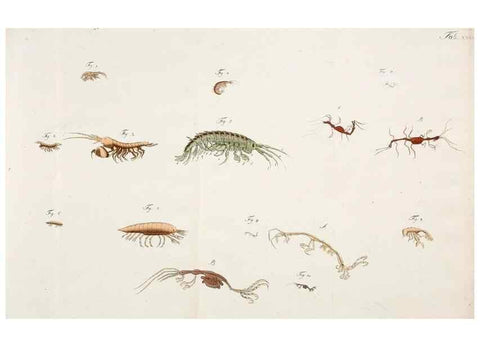 Reproducción/Reproduction 49534397236: Versuch einer Naturgeschichte der Krabben und Krebse :. Berlin ;Bei Gottlieb August Lange,1782-1804.. 
