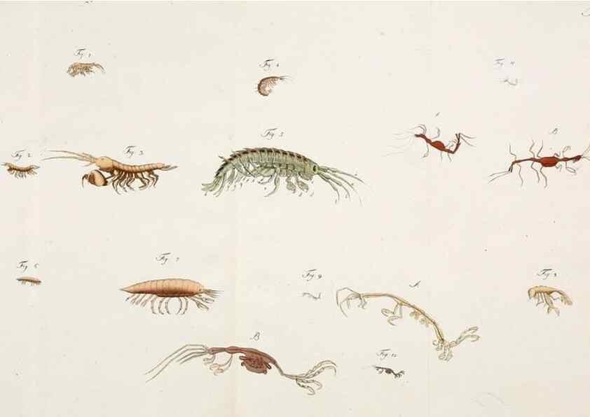 Reproducción/Reproduction 49534397236: Versuch einer Naturgeschichte der Krabben und Krebse :. Berlin ;Bei Gottlieb August Lange,1782-1804.. 