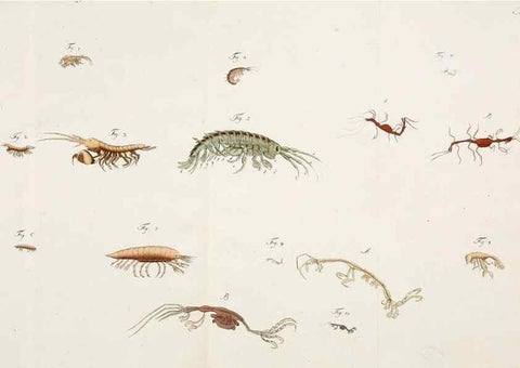 Reproducción/Reproduction 49534397236: Versuch einer Naturgeschichte der Krabben und Krebse :. Berlin ;Bei Gottlieb August Lange,1782-1804.. 