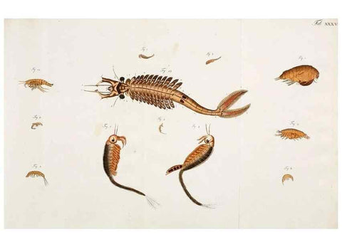 Reproducción/Reproduction 49534625822: Versuch einer Naturgeschichte der Krabben und Krebse :. Berlin ;Bei Gottlieb August Lange,1782-1804.. 
