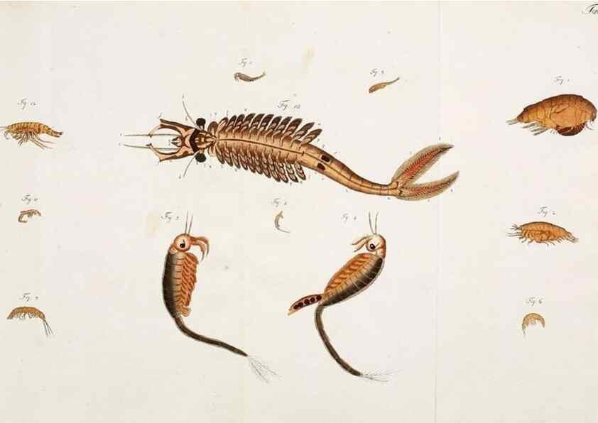 Reproducción/Reproduction 49534625822: Versuch einer Naturgeschichte der Krabben und Krebse :. Berlin ;Bei Gottlieb August Lange,1782-1804.. 
