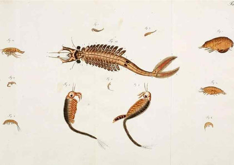 Reproducción/Reproduction 49534625822: Versuch einer Naturgeschichte der Krabben und Krebse :. Berlin ;Bei Gottlieb August Lange,1782-1804.. 