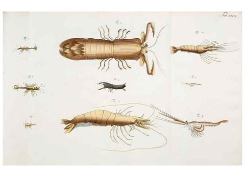 Reproducción/Reproduction 49534396956: Versuch einer Naturgeschichte der Krabben und Krebse :. Berlin ;Bei Gottlieb August Lange,1782-1804.. 