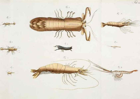 Reproducción/Reproduction 49534396956: Versuch einer Naturgeschichte der Krabben und Krebse :. Berlin ;Bei Gottlieb August Lange,1782-1804.. 