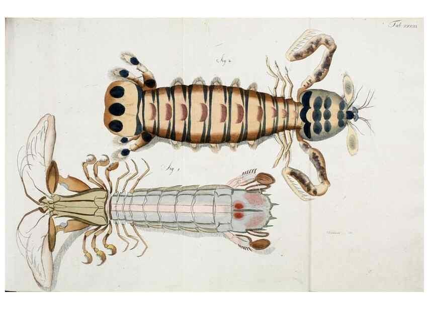 Reproducción/Reproduction 49534625312: Versuch einer Naturgeschichte der Krabben und Krebse :. Berlin ;Bei Gottlieb August Lange,1782-1804.. 