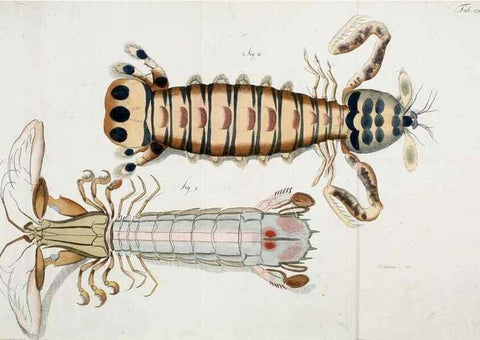 Reproducción/Reproduction 49534625312: Versuch einer Naturgeschichte der Krabben und Krebse :. Berlin ;Bei Gottlieb August Lange,1782-1804.. 