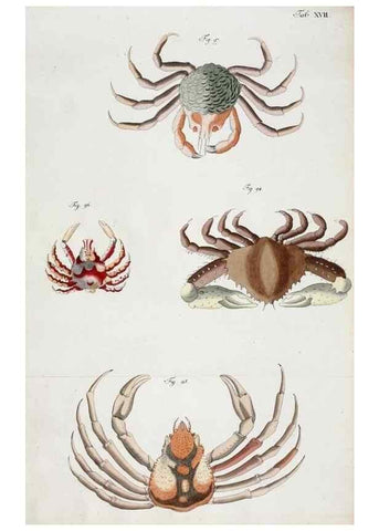 Reproducción/Reproduction 49534261772: Versuch einer Naturgeschichte der Krabben und Krebse :. Berlin ;Bei Gottlieb August Lange,1782-1804.. 