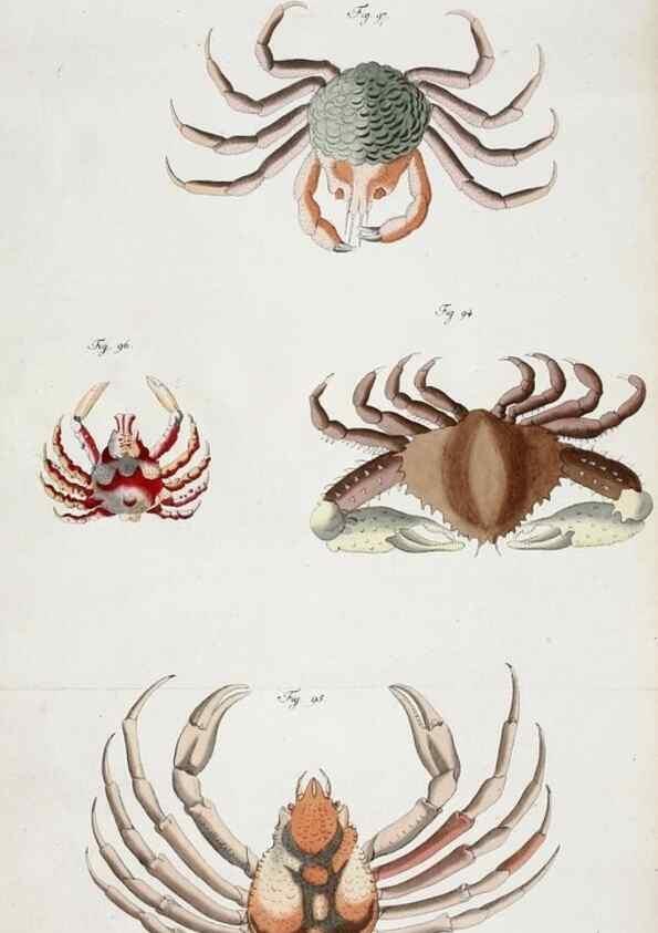 Reproducción/Reproduction 49534261772: Versuch einer Naturgeschichte der Krabben und Krebse :. Berlin ;Bei Gottlieb August Lange,1782-1804.. 