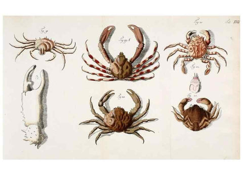 Reproducción/Reproduction 49534261957: Versuch einer Naturgeschichte der Krabben und Krebse :. Berlin ;Bei Gottlieb August Lange,1782-1804.. 