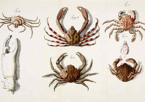 Reproducción/Reproduction 49534261957: Versuch einer Naturgeschichte der Krabben und Krebse :. Berlin ;Bei Gottlieb August Lange,1782-1804.. 