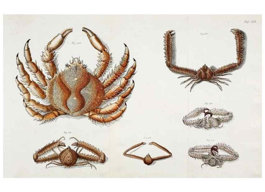Reproducción/Reproduction 49534034201: Versuch einer Naturgeschichte der Krabben und Krebse :. Berlin ;Bei Gottlieb August Lange,1782-1804.. 
