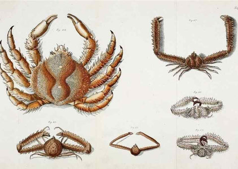 Reproducción/Reproduction 49534034201: Versuch einer Naturgeschichte der Krabben und Krebse :. Berlin ;Bei Gottlieb August Lange,1782-1804.. 