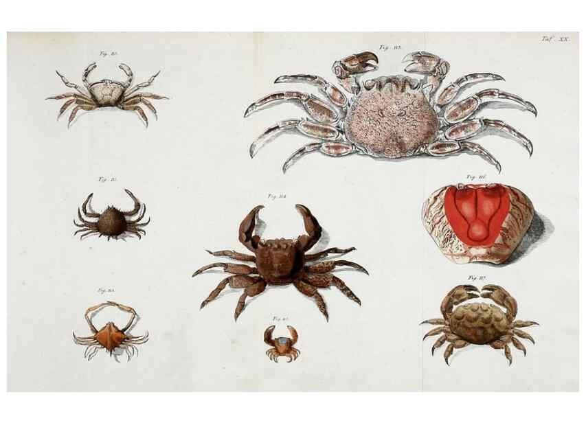 Reproducción/Reproduction 49533540273: Versuch einer Naturgeschichte der Krabben und Krebse :. Berlin ;Bei Gottlieb August Lange,1782-1804.. 
