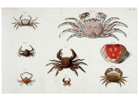 Reproducción/Reproduction 49533540273: Versuch einer Naturgeschichte der Krabben und Krebse :. Berlin ;Bei Gottlieb August Lange,1782-1804.. 