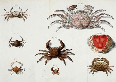 Reproducción/Reproduction 49533540273: Versuch einer Naturgeschichte der Krabben und Krebse :. Berlin ;Bei Gottlieb August Lange,1782-1804.. 