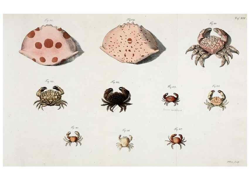 Reproducción/Reproduction 49534262442: Versuch einer Naturgeschichte der Krabben und Krebse :. Berlin ;Bei Gottlieb August Lange,1782-1804.. 
