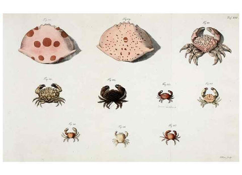 Reproducción/Reproduction 49534262442: Versuch einer Naturgeschichte der Krabben und Krebse :. Berlin ;Bei Gottlieb August Lange,1782-1804.. 