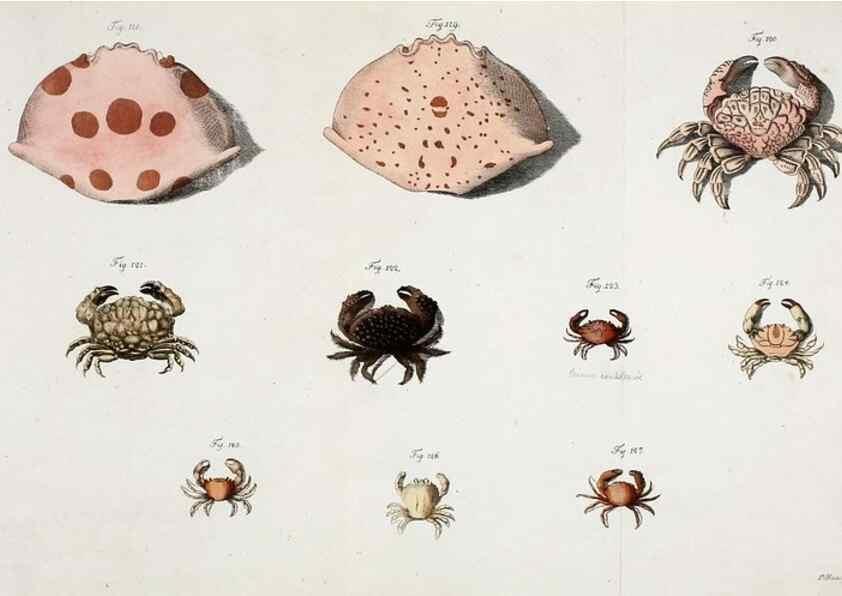 Reproducción/Reproduction 49534262442: Versuch einer Naturgeschichte der Krabben und Krebse :. Berlin ;Bei Gottlieb August Lange,1782-1804.. 
