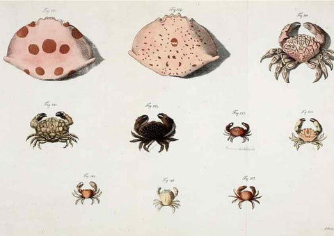Reproducción/Reproduction 49534262442: Versuch einer Naturgeschichte der Krabben und Krebse :. Berlin ;Bei Gottlieb August Lange,1782-1804.. 