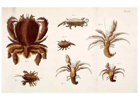 Reproducción/Reproduction 49533899968: Versuch einer Naturgeschichte der Krabben und Krebse :. Berlin ;Bei Gottlieb August Lange,1782-1804.. 