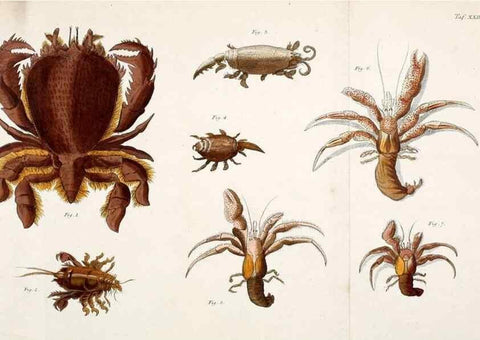 Reproducción/Reproduction 49533899968: Versuch einer Naturgeschichte der Krabben und Krebse :. Berlin ;Bei Gottlieb August Lange,1782-1804.. 