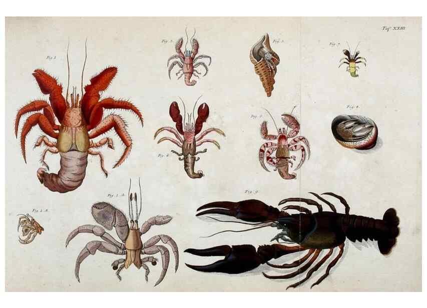 Reproducción/Reproduction 49534623152: Versuch einer Naturgeschichte der Krabben und Krebse :. Berlin ;Bei Gottlieb August Lange,1782-1804.. 