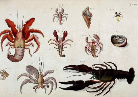 Reproducción/Reproduction 49534623152: Versuch einer Naturgeschichte der Krabben und Krebse :. Berlin ;Bei Gottlieb August Lange,1782-1804.. 