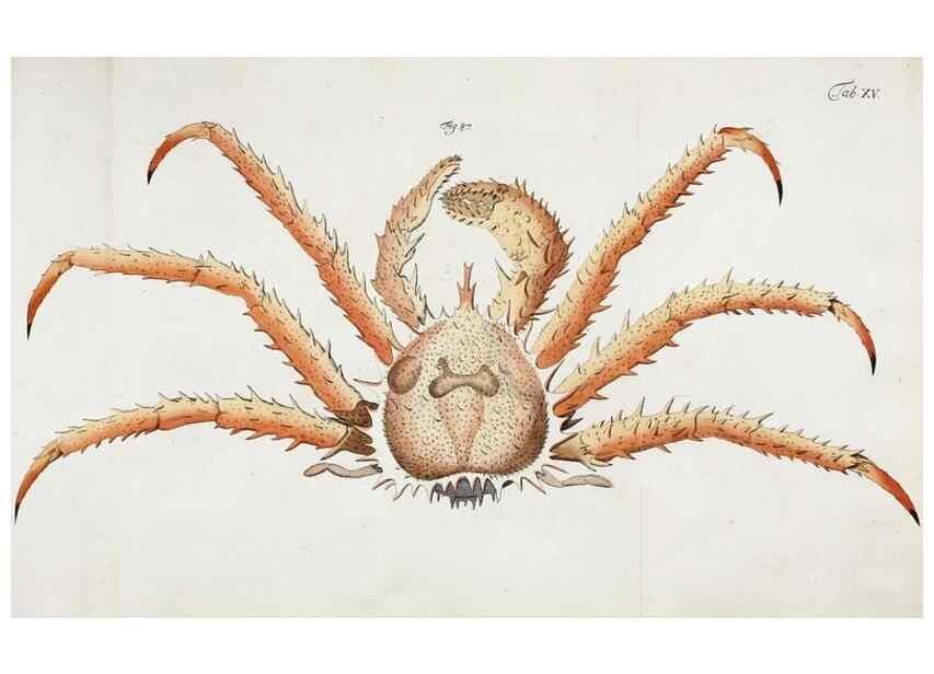 Reproducción/Reproduction 49533539453: Versuch einer Naturgeschichte der Krabben und Krebse :. Berlin ;Bei Gottlieb August Lange,1782-1804.. 
