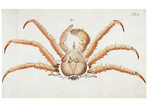 Reproducción/Reproduction 49533539453: Versuch einer Naturgeschichte der Krabben und Krebse :. Berlin ;Bei Gottlieb August Lange,1782-1804.. 